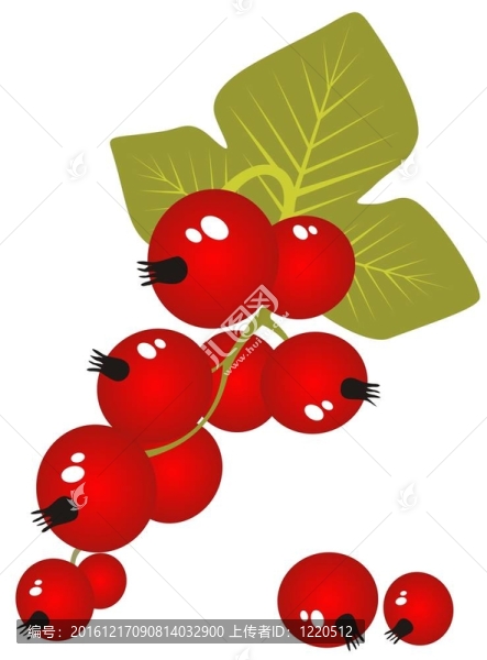紅醋栗