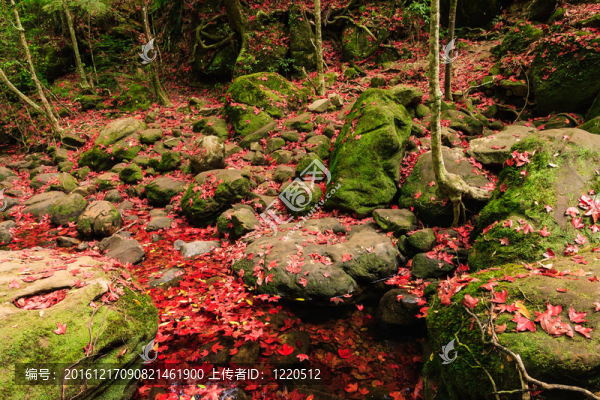 紅色的楓葉在秋天在phukradung國家公園