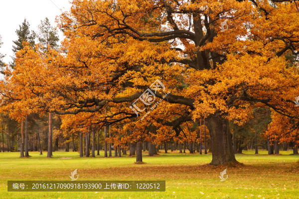 公園秋色樹(shù)