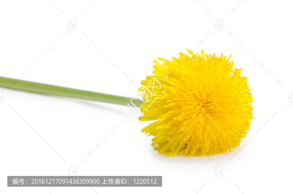 白色的蒲公英