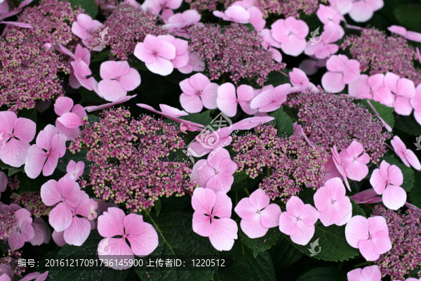 繡球