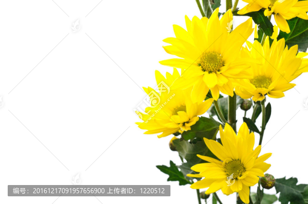 黃色的菊花