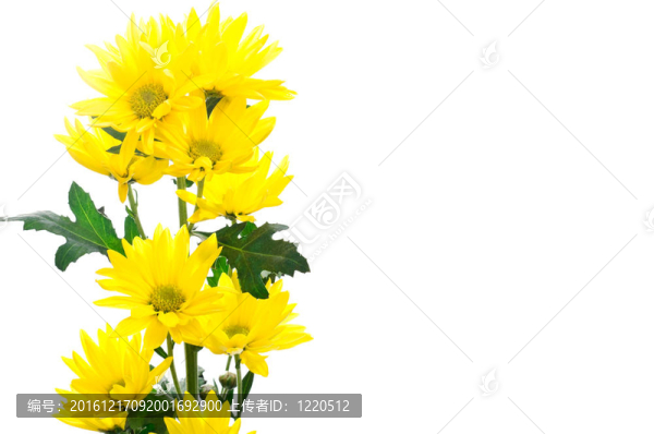 黃色的菊花