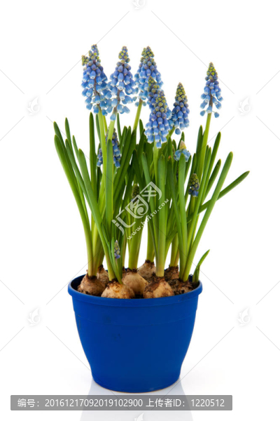藍色的葡萄風信子