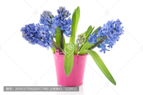 粉紅桶藍(lán)色的風(fēng)信子
