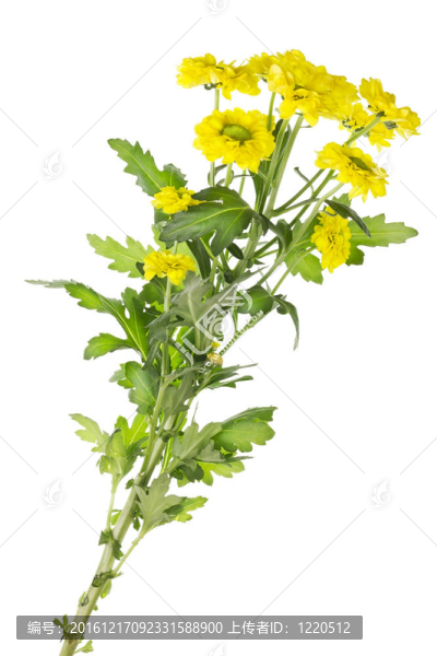 黃色的菊花孤獨的分支