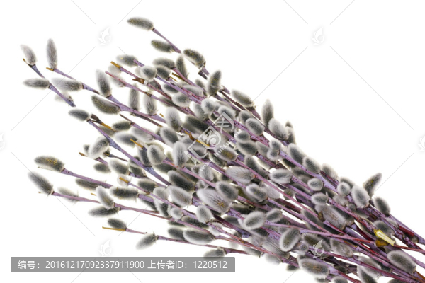 第一春柔枝芽