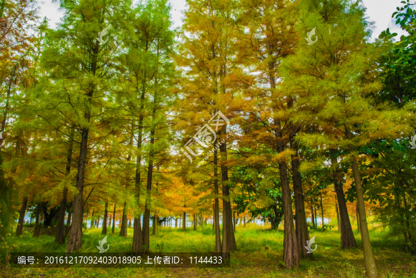 水杉,樹木