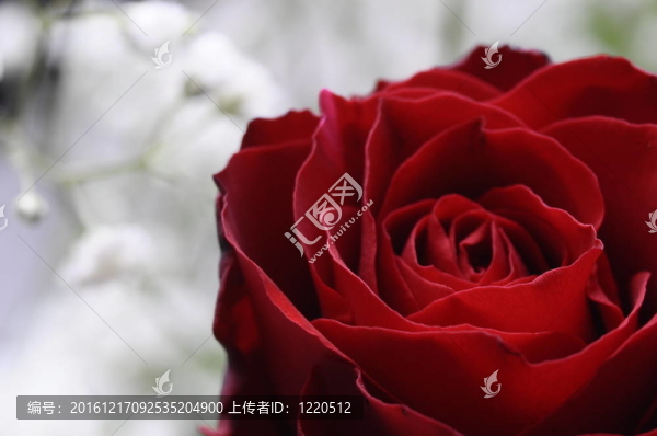 一朵紅玫瑰和花瓣的特寫