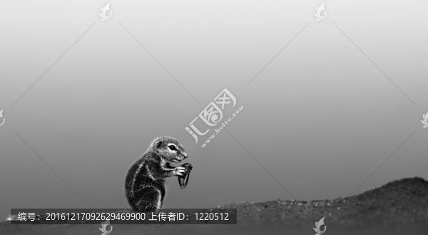 地松鼠
