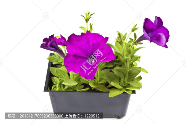紫色的牽牛花