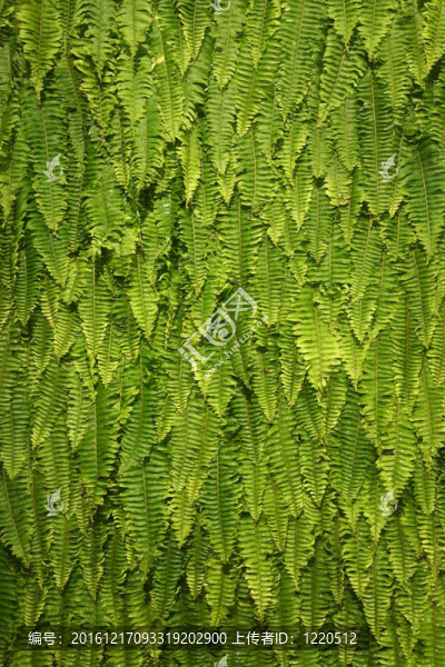 Green,Fern的背景
