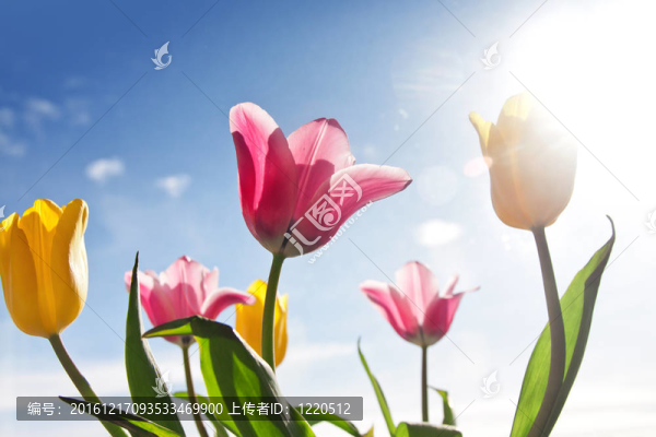 美麗的粉紅色和黃色郁金香花