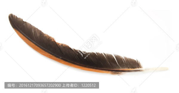 白色背景上鳥的羽毛