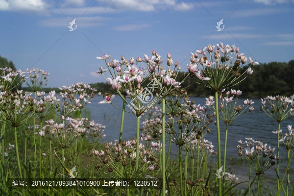 近江沿岸白花