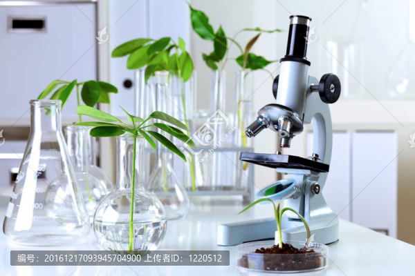 在綠色植物生物學實驗室
