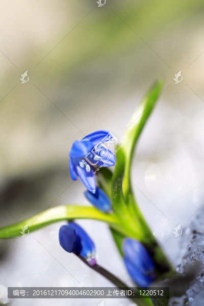 藍(lán)色的溫柔的花雪花蓮在早春季節(jié)