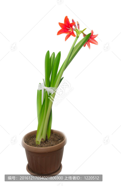 白色背景上的紅花