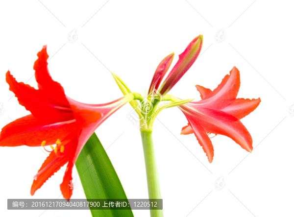 白色背景上的紅花