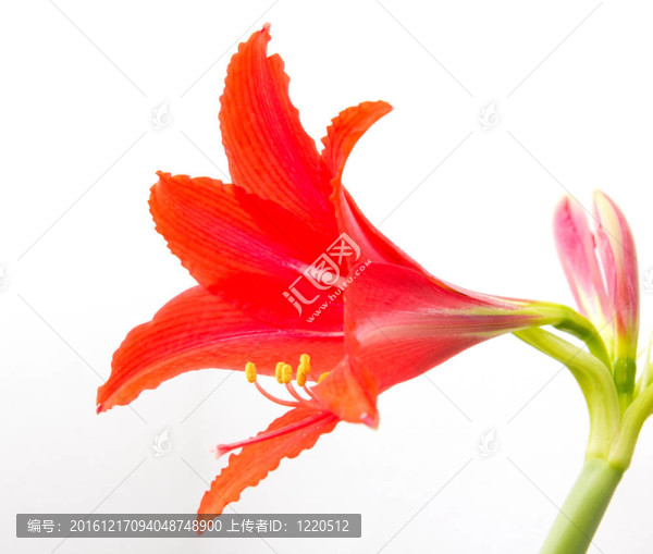 白色背景上的紅花