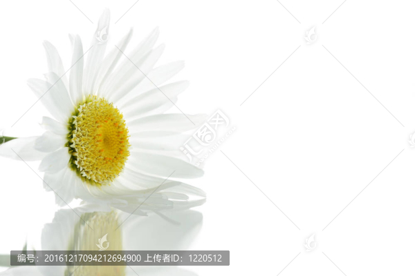 美麗的雛菊