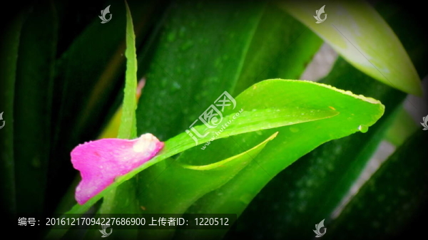 長葉單玫瑰花瓣