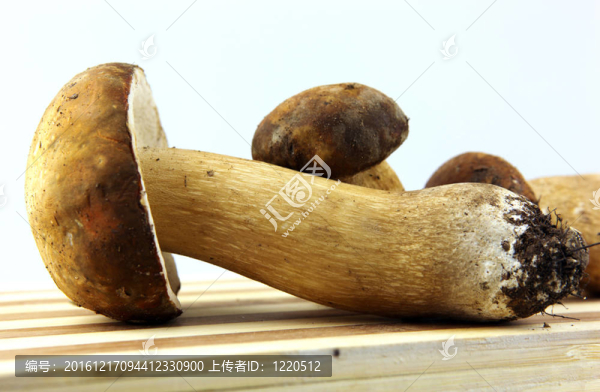 蘑菇牛肝菌；Boletus,edulis