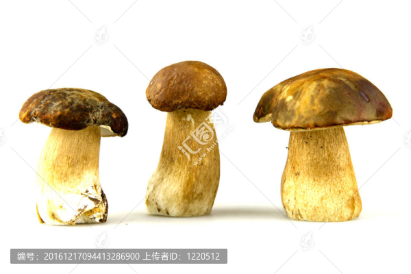 蘑菇牛肝菌；Boletus,edulis