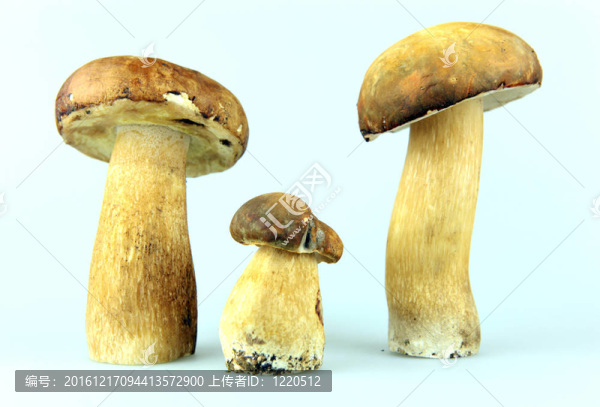 蘑菇牛肝菌；Boletus,edulis