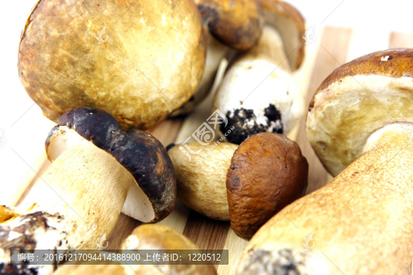 蘑菇牛肝菌；Boletus,edulis