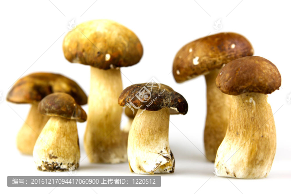 蘑菇牛肝菌；Boletus,edulis