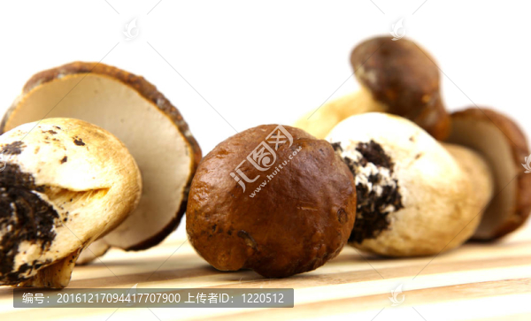 蘑菇牛肝菌；Boletus,edulis