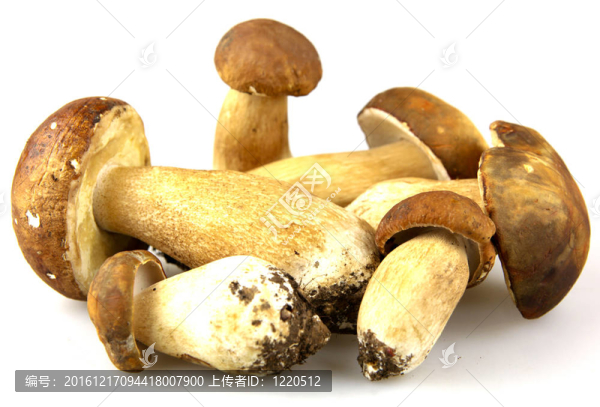蘑菇牛肝菌；Boletus,edulis
