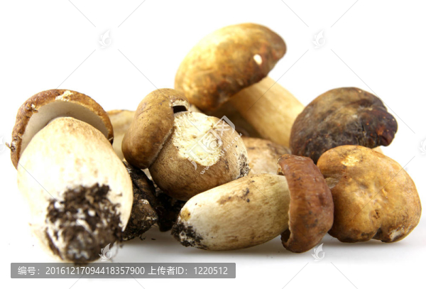 蘑菇牛肝菌；Boletus,edulis