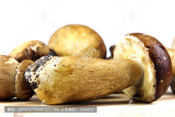 蘑菇牛肝菌；Boletus,edulis