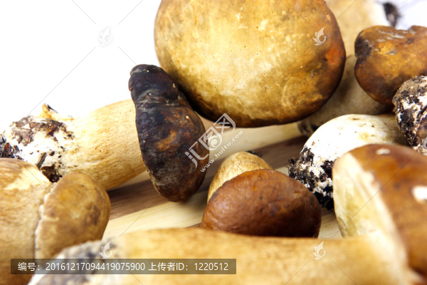 蘑菇牛肝菌；Boletus,edulis