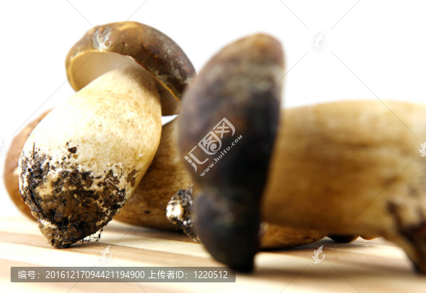 蘑菇牛肝菌；Boletus,edulis