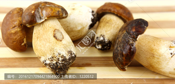 蘑菇牛肝菌；Boletus,edulis
