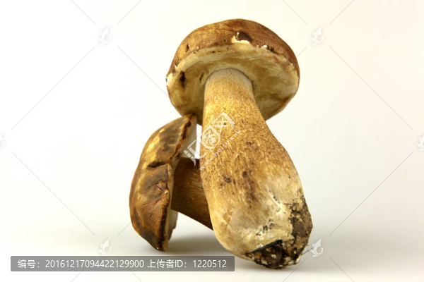 蘑菇牛肝菌；Boletus,edulis