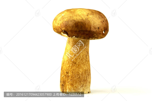 蘑菇牛肝菌；Boletus,edulis