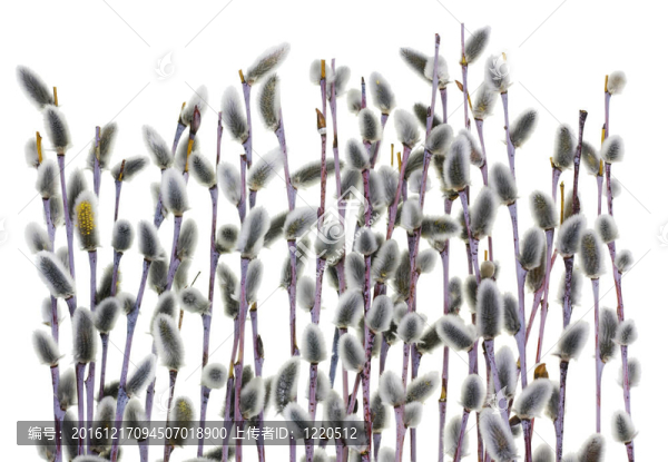 第一春柔枝芽