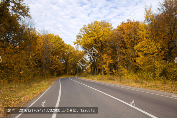 林中秋色路