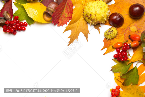 秋天的邊境橡子；板栗；珊瑚；花楸；荊棘和五彩的葉子