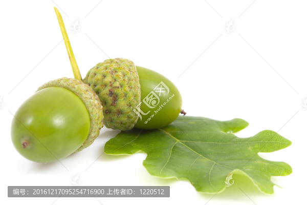 橡子在分離