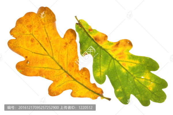 橡樹葉分離