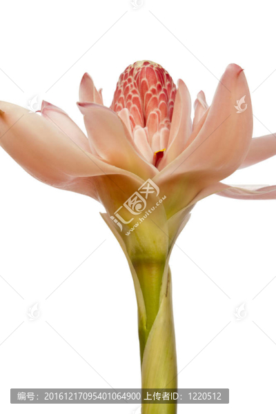 火炬姜（Etlingera,elatior）
