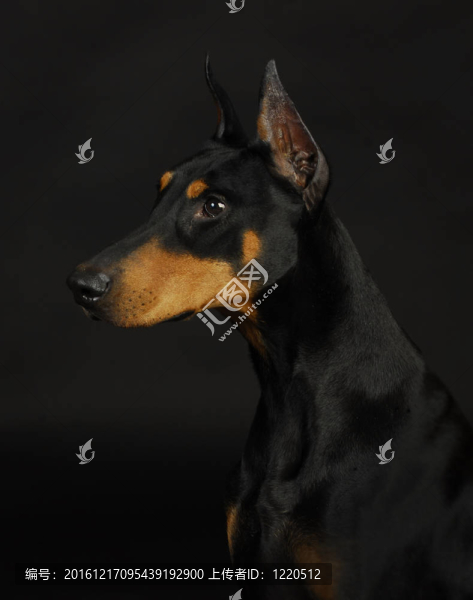 杜賓犬