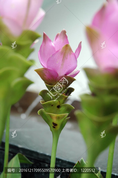 花園里的花