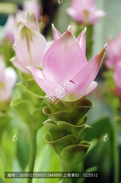 花園里的花