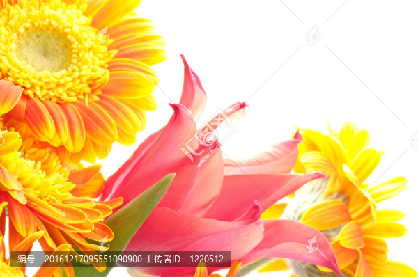 郁金香和雛菊的特寫(xiě)